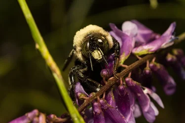 $Bee 2.webp