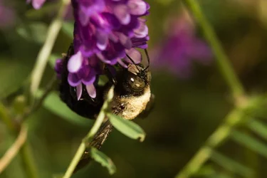 $Bee 3.webp
