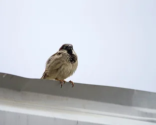 $Bird.webp