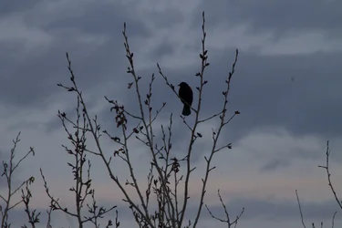 $bird1.webp