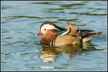 $Mandarin Duck-1 resized.webp