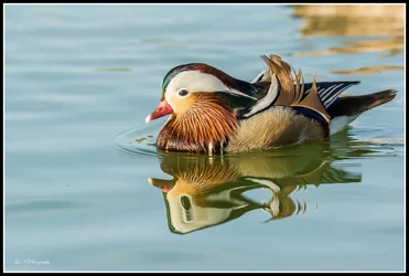 $Mandarin Duck-2 resized.webp