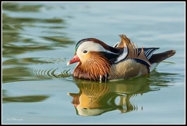 $Mandarin Duck-3 resized.webp