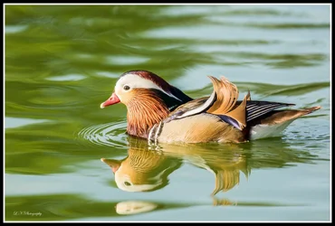 $Mandarin Duck-4 resized.webp