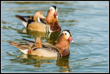 $Mandarin Duck-5 resized.webp