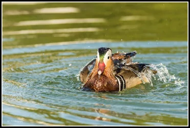 $Mandarin Duck-6 resized.webp