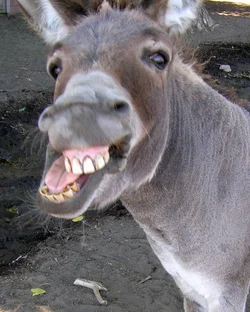 $donkey-821x1024.webp $donkey-821x1024.webp
