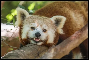 $red panda-1 resized.webp
