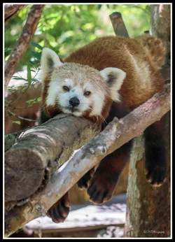 $red panda-2 resized.webp