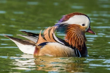 $Mandarin Duck-1.webp