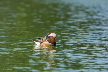 $Mandarin Duck-2 resized.webp