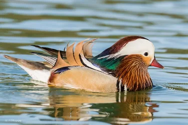 $Mandarin Duck-3 90percent cropped.webp