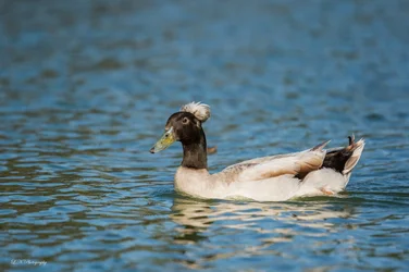 $Duck-1 resized.webp