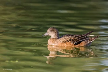 $Duck-3 resized.webp