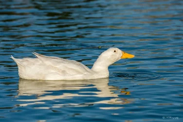 $Duck-10 resized.webp