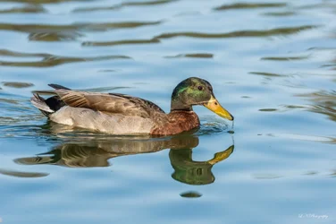 $Duck-11 resized.webp