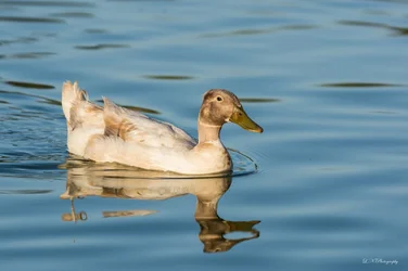 $Duck-16  resized.webp