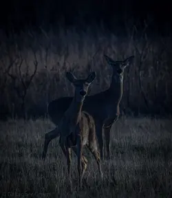 $deer 161.webp