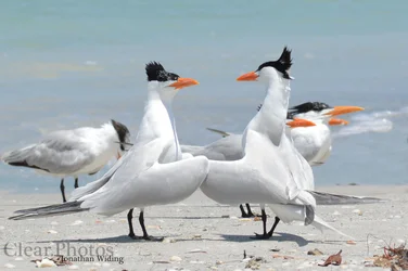 $hugging birds.webp