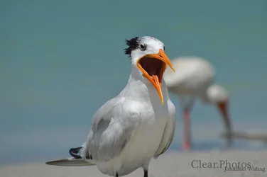 $yawning bird.webp