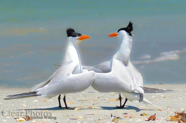 $hugging birds2-5.webp
