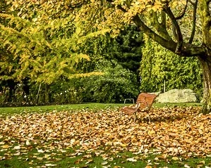 $bigglesworth tree bench - my crop.webp $bigglesworth tree bench - my crop.webp