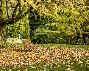 $bigglesworth tree bench - my crop - reversed.webp $bigglesworth tree bench - my crop - reversed.webp