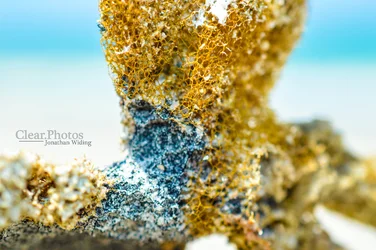 $close up sponge.webp