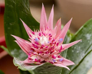 $Flower - pink blue white with spikes.webp