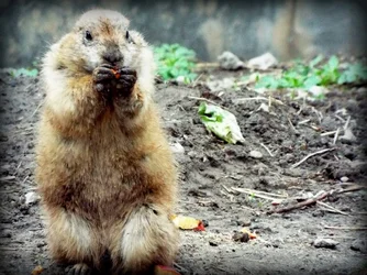 $Prairie Dog.webp