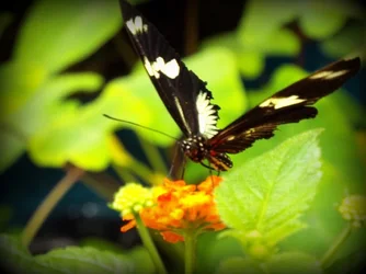 $Butterfly.webp