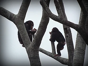 $Chimps.webp