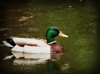 $Duck.webp