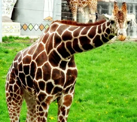 $Giraffe.webp
