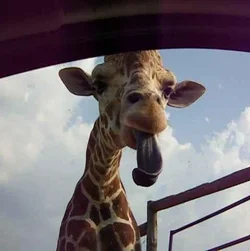 $Giraffe.webp
