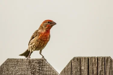 $finch-2.webp