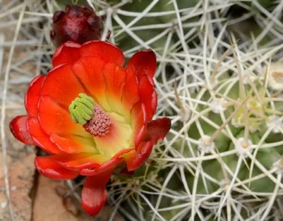 $Cactusflower1.webp