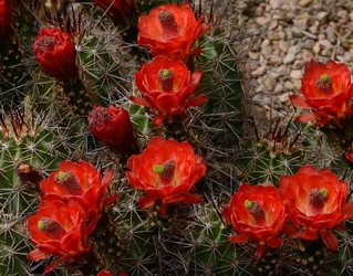 $Cactusflower2.webp