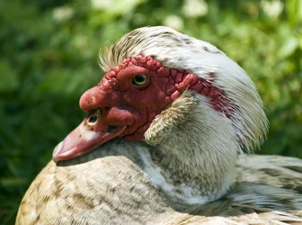 $A1 Front and Ducks 046.webp