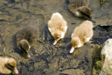 $A1 Front and Ducks 146.webp