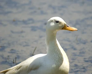 $A1 Front and Ducks 165.webp