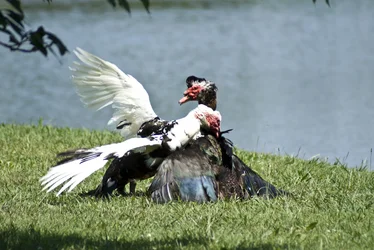 $A1 Front and Ducks 316.webp