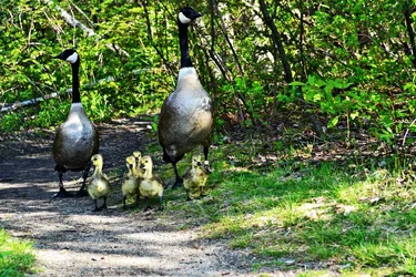 $family stroll.webp