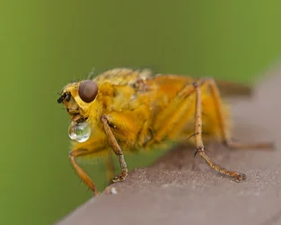 $yellobug.webp
