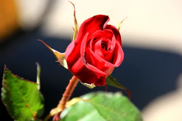 $IMG_6376.webp
