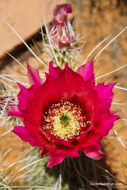 $sedona-7.webp