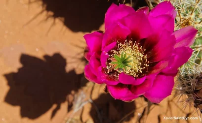 $sedona-8.webp