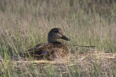 $duckweb.webp $duckweb.webp