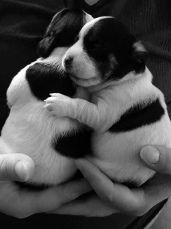 $Puppies 1.webp