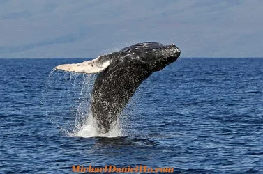 $whale169A.webp